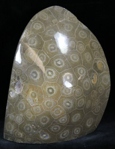 Polished Fossil Coral - Morocco #25729